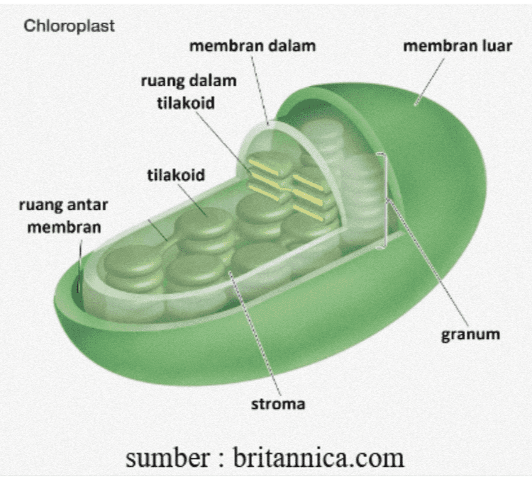 H2O CO2 Light NADP+ ADP + Light Reactions Calvin Cycle Com mm SATP 2000 NADPH Chloroplast 02 [CH20] (sugar) sumber : Campbell 2011 
Chloroplast membran dalam membran luar ruang dalam tilakoid tilakoid ruang antar membran ve granum stroma sumber : britannica.com 