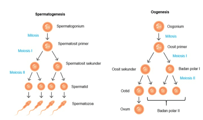 Spermatogenesis Oogenesis En Spermatogonium En Oogonium Mitosis Mitosis Spermatosit primer Meiosis En Oosit primer Meiosis Spermatosit sekunder Oosit sekunder Meiosis 11 6 Badan polar Meiosis II 6 n Spermatid Ootid Spermatozoa Ovum n Badan polar 1 