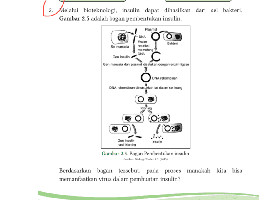 2. Melalui bioteknologi, insulin dapat dihasilkan dari sel bakteri. Gambar 2.5 adalah bagan pembentukan insulin. Plasmid DNA Enzim Bakteri Sel manusia restriksi memotong DNA Gen insulin Gen manusia dan plasmid disatukan dengan enzim ligase DNA rekombinan DNA rekombinan dimasukkan ke dalam sel inang Kloning (0:0 Gen insulin Insulin hasil kloning Gambar 2.5. Bagan Pembentukan insulin Sumber Biology/Mader S.S. (2015) Berdasarkan bagan tersebut, pada proses manakah kita bisa memanfaatkan virus dalam pembuatan insulin? 