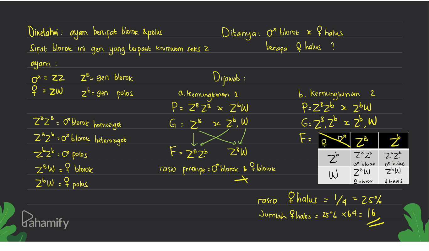 Diketahui : ayam bersifat blorok &polos Sifat blorok ini gen yang terpaut Kromosom seks 2 Ditanya: or blorok xq halus berapa e halus ? ayam : 0 = ZZ : ZB=gen blorok zb= gen polos 4 = ZW Dijawab a. kemungkinan 1 P= ZB2B x Z'W G = 23 x 2b, W ZBZ² = 0 blorok homozigot ZB2²=0 blorok heterozigot z'zb = o polos b. Kemungkinan 2 P= Z'zb x 2²W G: 2². zb z 26 W I Fa ZB z ZB Zb 2²W o F = 2²2b ZBW =q blond ZBW rasio fenotipe = of blorok & f blorok o blonk E No 220 os halus ZbW q halus z'w =q polos a blonok rario ę halus 1/4 = 25% Jumlah q halus = 25% x64 = 16 Pahamify 