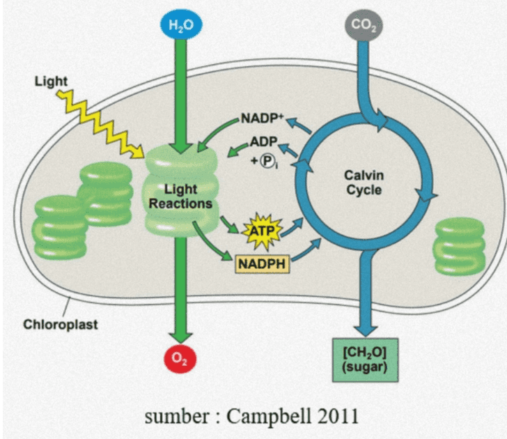 H2O CO2 Light NADP+ ADP + Light Reactions Calvin Cycle Com mm SATP 2000 NADPH Chloroplast 02 [CH20] (sugar) sumber : Campbell 2011 
Chloroplast membran dalam membran luar ruang dalam tilakoid tilakoid ruang antar membran ve granum stroma sumber : britannica.com 