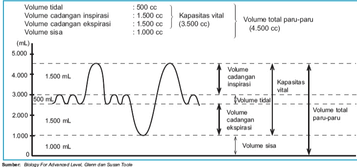 Volume tidal Volume cadangan inspirasi Volume cadangan ekspirasi Volume sisa (mL) 5.000 : 500 cc : 1.500 cc : 1.500 cc : 1.000 CC Kapasitas vital (3.500 cc) Volume total paru-paru (4.500 cc) 4.000 + 1.500 ml Kapasitas vital 3.000 tsoo m/t- Am Ant Volume cadangan inspirasi Volume tidal Volume cadangan ekspirasi 2.000 + Volume total paru-paru 1.500 ml 1.000 1.000 mL Volume sisa Sumber: Biology For Advanced Level, Glenn dan Susan Toole 