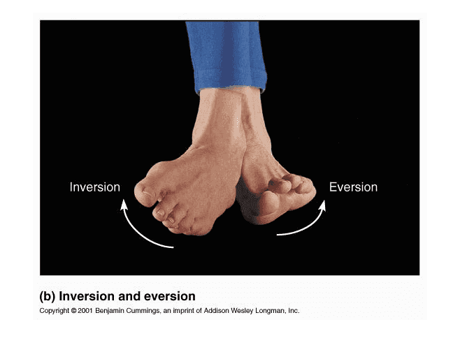 Inversion Eversion (b) Inversion and eversion Copyright 2001 Benjamin Cummings, an imprint of Addison Wesley Longman, Inc. 