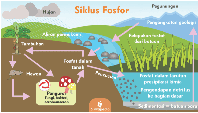 Pegunungan Hujan Siklus Fosfor Pengangkatan geologis Aliran permukaan Pelapukan fosfat dari batuan Tumbuhan em Fosfat dalam tanah Hewan Pencucian 4. Fosfat dalam larutan presipikasi kimia Pengendapan detritus ke bagian dasar Pengurai Fungi, bakteri, aerob/anaerob Siswapedia Sedimentasi = batuan baru 