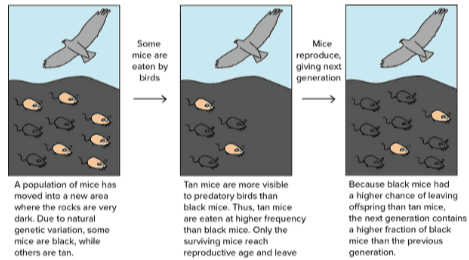 Some mice are eaten by birds Mice reproduce. giving next generation A population of mice has moved into a new area where the rocks are very dark. Due to natural genetic variation, some mice are black, while others are tan. Tan mice are more visible to predatory birds than black mice. Thus, tan mice are eaten at higher frequency than black mice. Only the surviving mice reach reproductive age and leave Because black mice had a higher chance of leaving offspring than tan mice, the next generation contains a higher fraction of black mice than the previous generation 
