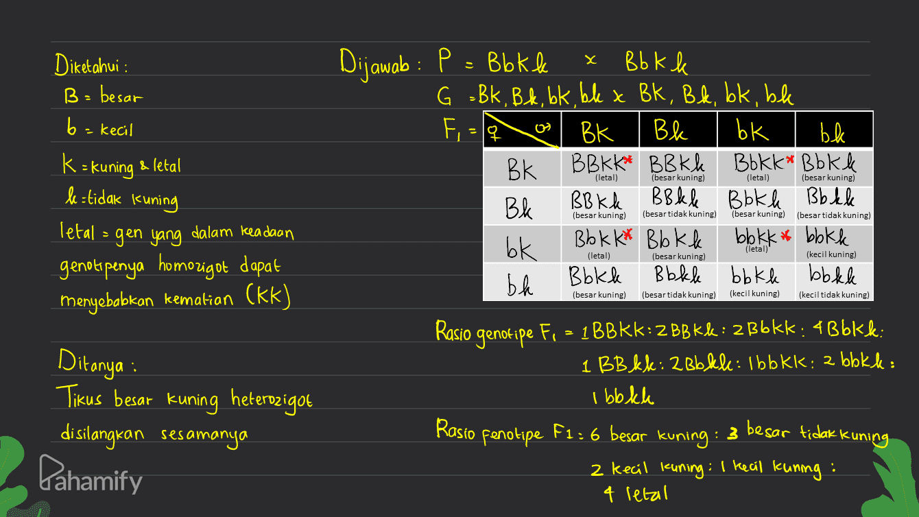 X Diketahui : B = besar b = kecil & letal k=kuning le=tidak kuning Dijawab : P = B bkk P Bb k k G =Bk, Bok, bk, bl x Bk, Bk, bk, ble FBK Bk bk ble ВК BBKK* BBkk Bbkk* Bbkk BL BB kk BBkle Bokke Bb kle bk Bb kk* Bb kk bbkk #bbkk ba Bbkk Bbkle bbkk bbkle (letal) (besar kuning) (letal) (besar kuning) (besar kuning) (besar tidak kuning) (besar kuning) (besar tidak kuning) (letal)' (letal) (besar kuning) (kecil kuning) letal - gen yang dalam keadaan genotipenya homozigot dapat menyebabkan kematian (kk) (besar kuning) (besar tidak kuning) (kecil kuning) (kecil tidak kuning) Ditanya : Tikus besar kuning heterozigot disilangkan sesamanya Pahamify Rasio genotipe Fi = 1 BBkk:2 BB K&: 2B6kk: 4 B6kk: 1 BB kk: 2 Bb kle: Ibbkk: 2 bbkk: Ibbkk Rasio fenotipe F1:6 besar kuning : 2 kecil kuning: I kecil kuning: 4 letal : 3 besar tidak kuning 