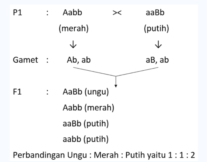 P1 : Aabb > aaBb (merah) (putih) Gamet: Ab, ab ab, ab : F1 AaBb (ungu) Aabb (merah) aaBb (putih) aabb (putih) Perbandingan Ungu : Merah : Putih yaitu 1:1:2 