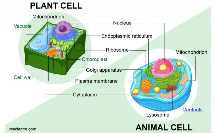 Intermembrane space Small space to quickly accumulate protons Inner membrane Contains ETC and ATP synthase for oxidative phosphorylation BON Matrix Has appropriate enzymes and a suitable pH for the Krebs cycle Cristae Highly folded so as to increase SA:Vol ratio Outer membrane Contains transport proteins for shuttling pyruvate into mitochondrion 
PLANT CELL Mitochondrion Nucleus Vacuole Endoplasmic reticulum Ribosome Mitochondrion Chloroplast Golgi apparatus Cell wall Plasma membrane Cytoplasm Centriole Lysosome rsscience.com ANIMAL CELL 