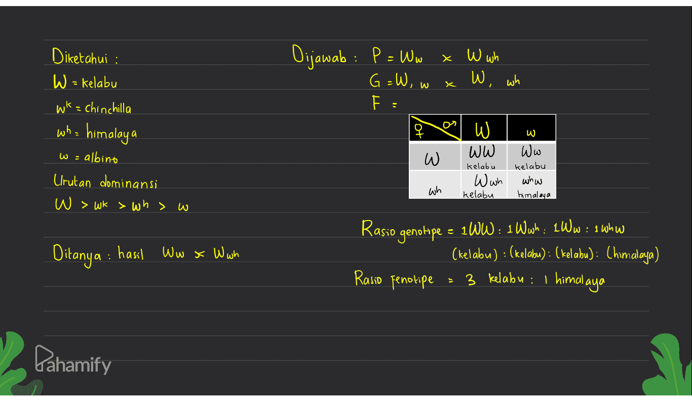 Dijawab : P = Ww x W wh x W : G=W, w W, wh se F. Diketahui : W = kelabu wk = chinchilla who himalaya w = albino Urutan dominansi W > Wk > wh> 우 W W WW Ww W Kelabu W wh kelabu whw himalaya wh kelabu w Rasio genotip Ditanya : hasil Ww x W wh 1WW: 1 W wh: 1Ww: 1 whw (kelabu) : (kelabu) : (kelabu): Chimalaya) 3 kelabu : I himalaya : Rasio fenotipe . Pahamify 