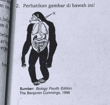 anter 2. Perhatikan gambar di bawah ini! -X Bjari and bebe arit -erp he Sumber: Biology Fourth Edition, The Benjamin Cummings, 1996 