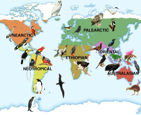 PALEARCTIC NEARCTIC ORIENTAL ETHIOPIAN NEOTROPICAL AUSTRALASIAN 