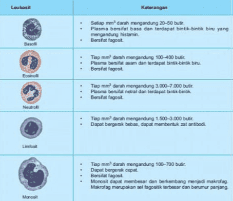 Loukost Keterangan Setiap mm darah mengandung 20-50 butir Plasma bersifat basa dan terdapat bintik-bintik biru yang mengandung histamin Borstat tagost Baso Tiap darah mengandung 100-400 butit Plasma bersifat asam dan terdapat binibik bu. Borsfat fagost Eorino Tiap mm darah mengandung 3.000-7.000 butir. Plasma bersifat netral dan terdapat bintik-bintik Bersifat fagost Neutro Tap mm darah mengandung 1.500-3.000 butir Dapat bergerak bebas, dapat membentuk zat antibodi Limfosil Tiap mm darah mengandung 100-700 butir Dapat bergerak cepat Bersitat fagost Monosit dapat membesar dan berkembang menjadi makrolag Makrofag merupakan sel tagoitik terbesar dan berumur panjang Monit 