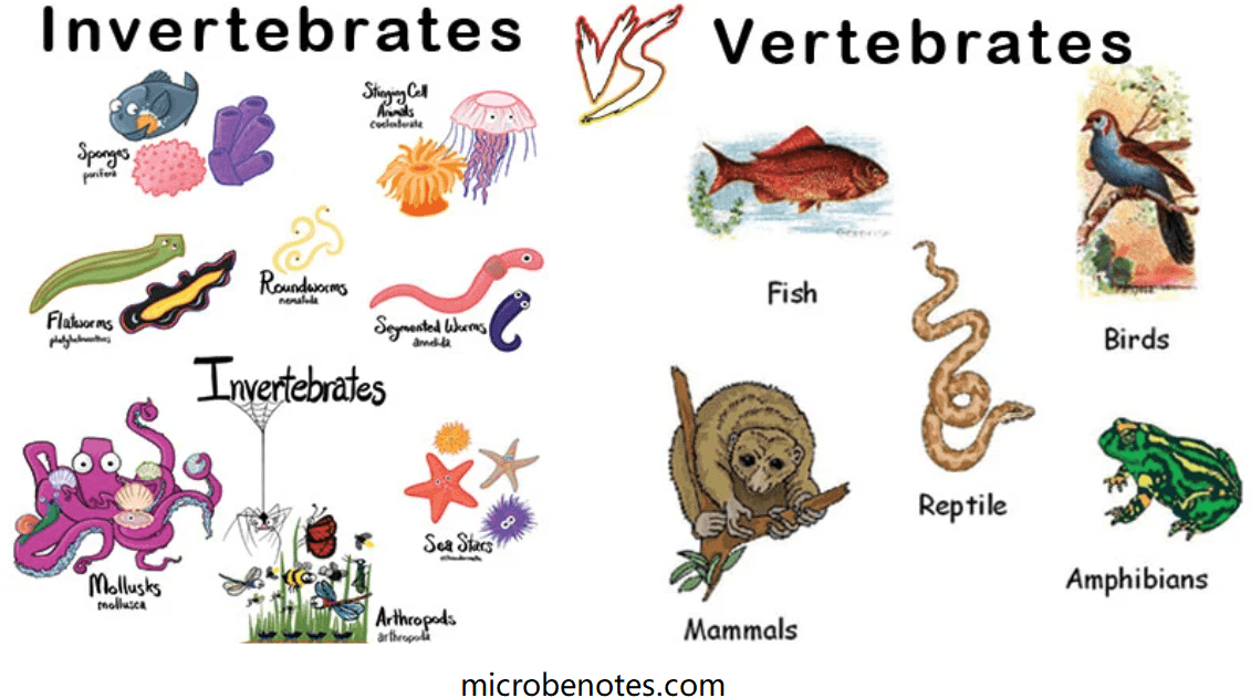 Invertebrates 3 Vertebrates Stinging Cel Kuts codlaterale Sponges pinios nella Fish Flatsorms Roundworms Seymented Wharms Invertebrates and Birds Reptile Sea Stars Mollusks Amphibians mollusca Arthropods arthrool Mammals microbenotes.com 