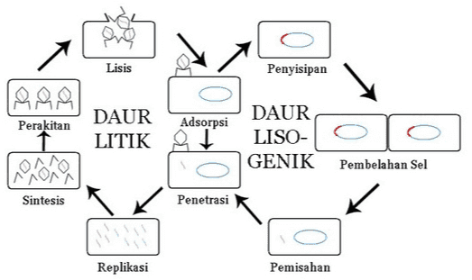 Lisis Penyisipan Perakitan DAUR LITIK Adsorpsi DAUR LISO- GENIK To ONO Pembelahan Sel Sintesis Penetrasi 10 Replikasi Pemisahan 