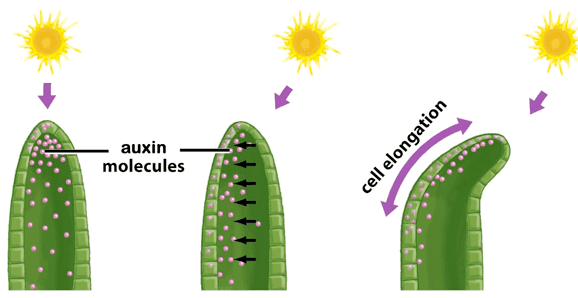 auxin molecules cell elongation 