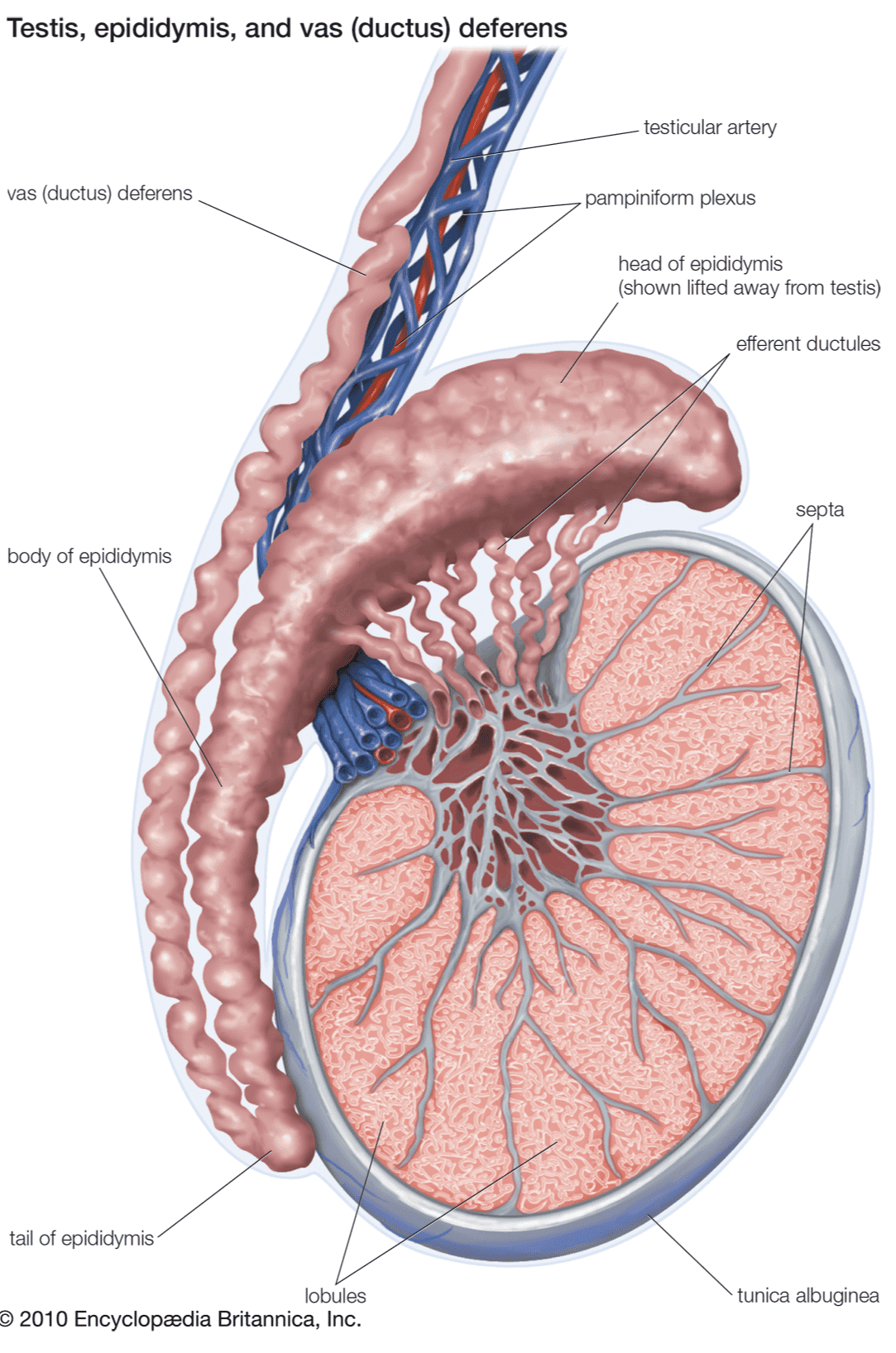 Testis, epididymis, and vas (ductus) deferens testicular artery vas (ductus) deferens pampiniform plexus head of epididymis (shown lifted away from testis) efferent ductules septa body of epididymis tail of epididymis tunica albuginea lobules © 2010 Encyclopædia Britannica, Inc. 