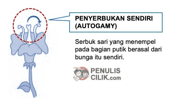 PENYERBUKAN SENDIRI (AUTOGAMY) Serbuk sari yang menempel pada bagian putik berasal dari bunga itu sendiri. PENULIS CILIK.com 
PENYERBUKAN TETANGGA (GEITOGAMY) Serbuk sari yang menempel pada kepala putik berasal dari bunga lain namun masih pada tumbuhan yang sama PENULIS CILIK.com 
PENYERBUKAN SILANG (ALLOGAMYI XENOGAMY) Serbuk sari yang menempel pada kepala putik berasal dari bunga tumbuhan lain namun masih tergolong jenis yang sama. PENULIS CILIK.com 
PENYERBUKAN BASTAR (HYBRIDOGAMY) Serbuk sari yang menempel pada kepala putik berasal dari bunga pada tumbuhan lain yang berbeda jenis atau setidaknya memiliki satu sifat beda. PENULIS CILIK.com 