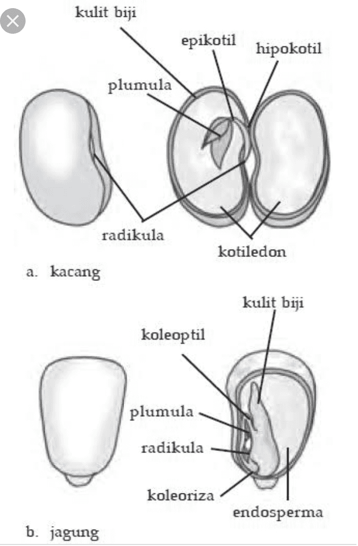kulit biji X epikotil hipokotil plumula con radikula kotiledon a. kacang kulit biji koleoptil 0 plumula radikula koleoriza endosperma b. jagung 