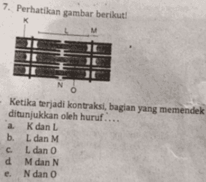 7. Perhatikan gambar berikut! K M N Ketika terjadi kontraksi, bagian yang memendek ditunjukkan oleh huruf.... a. K dan L b. L dan M c. L dan 0 d M dan N N dan 0 e. 