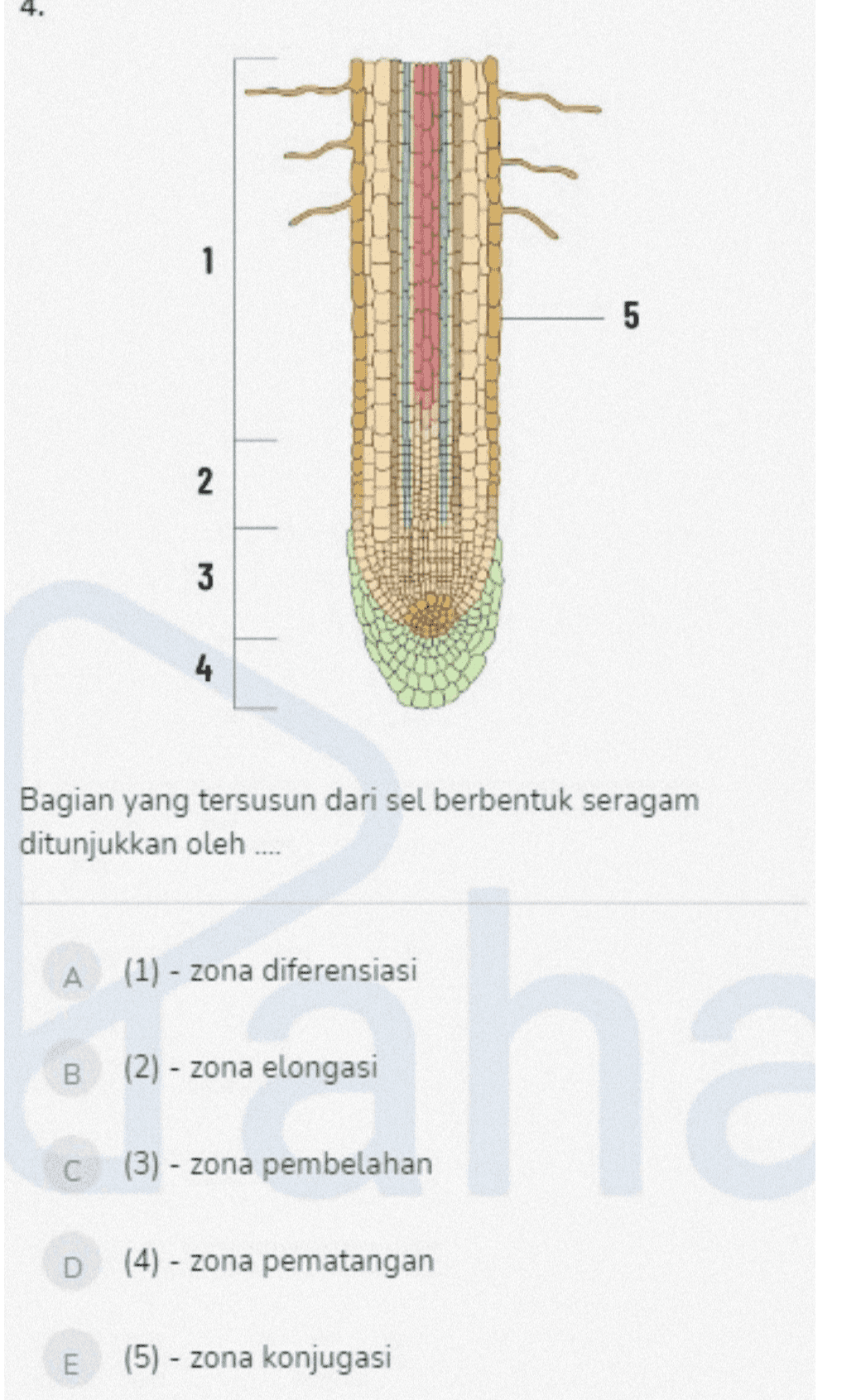 4. 1 5 V 2 3 4 Bagian yang tersusun dari sel berbentuk seragam ditunjukkan oleh .... A (1) - zona diferensiasi End B (2) - zona elongasi C (3) - zona pembelahan D (4) - zona pematangan E (5) - zona konjugasi 