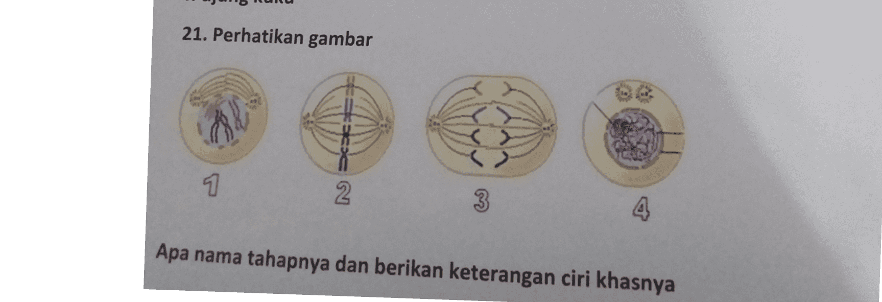 21. Perhatikan gambar (2) 7 2 3 Apa nama tahapnya dan berikan keterangan ciri khasnya 