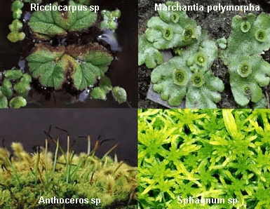 Ricciocarpus sp Marchantia polymorpha Anthoceros sp Sphagnum sp 
