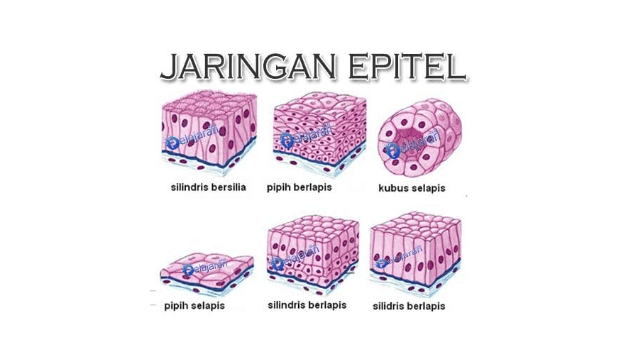 JARINGAN EPITEL Pelajaran silindris bersilia pipih berlapis kubus selapis aaran Pelajaran pipih selapis silindris berlapis silidris berlapis 