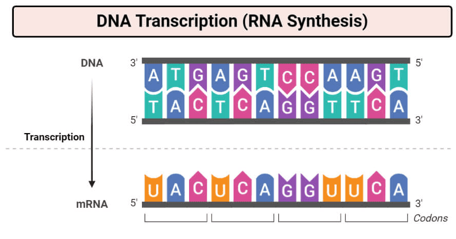 DNA Transcription (RNA Synthesis) DNA 3' 5 ATGAGT CCAAGT TACTCAGG TTCA 5 3' 3 Transcription UACUCAGOUUCA mRNA 5 3 Codons 