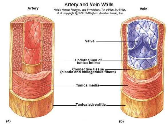 Artery Artery and Vein Walls Hole's Hunan Anatony and Physiology, 7th edition, by Shier, et al. copyright © 1996 TM Higher Education Group, Inc. Vein Valve Endothelium of tunica intima Connective tissue (elastic and collagenous fibers) -Tunica media _Tunica adventitia (a) (b) 