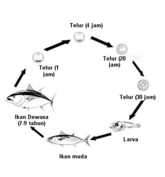 Telur (4 jam) Telur (20 jam) Telur (1 jam) Telur (30 jam) Ikan Dewasa (7-9 tahun) Larva Ikan muda 