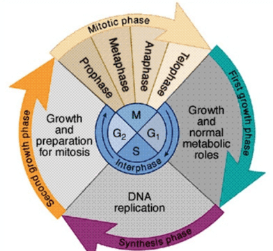 Mitotic phase Prophase Metaphase Anaphase Telophase M Growth and preparation for mitosis First growth phase G2 Growth and normal metabolic roles G S Second growth phase Interphase DNA replication Synthesis phase 