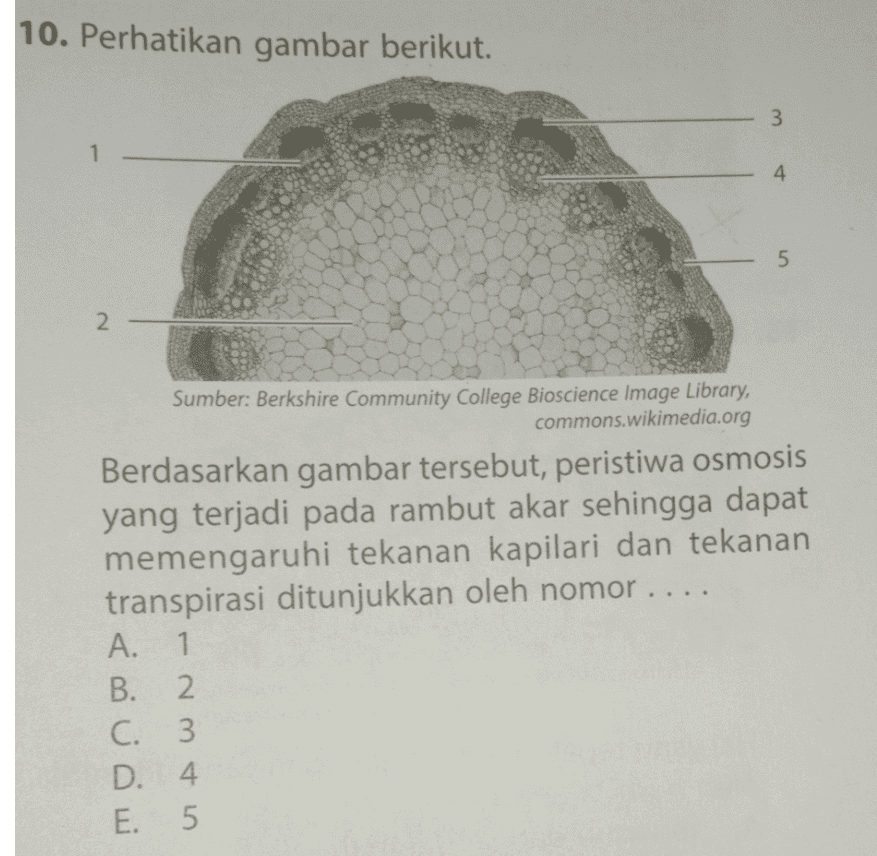 10. Perhatikan gambar berikut. 3 1 4 5 2 Sumber: Berkshire Community College Bioscience Image Library, commons.wikimedia.org Berdasarkan gambar tersebut, peristiwa osmosis yang terjadi pada rambut akar sehingga dapat memengaruhi tekanan kapilari dan tekanan transpirasi ditunjukkan oleh nomor ... A. 1 B. 2. C. 3 D. 4 E. 5 