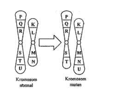 P Р QK R L к R Q IS M M M N T U N U Kromosom normal Kromosom mutan 