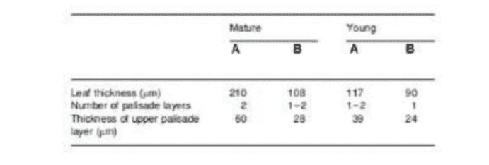 Mature Young A A B B 100 117 90 Leathickness (m) Number of paisade aynes Thickness of upper passade layer um 210 2 60 1-2 28 24 