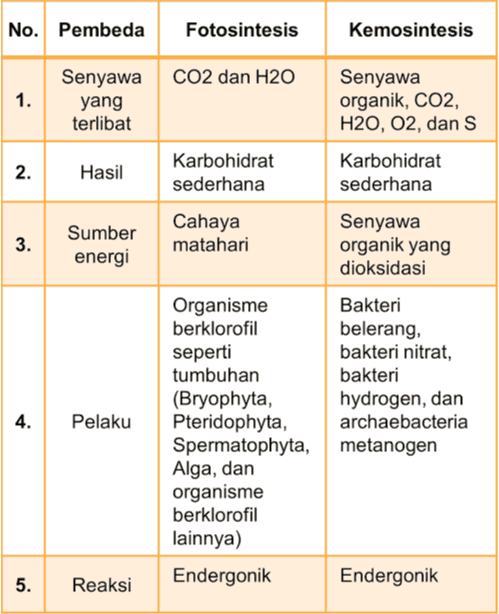 Perbedaan Yang Benar Mengenai Fotosintesis Dan Kemo Tanya Mipi