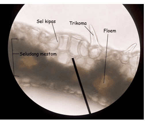 
Mesophyll Upper epidermis cell Bulliform cell Stoma Sclerenchyma strands Midvein 
Sel kipas Trikoma Floem -Seludang mestom 