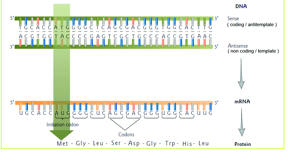 DNA 5 5 13' Sense (coding / antitemplate ) TGCA CC ATGGGGC TCA G C G ACGGGT GGC ACT TG ACGIGGIACCCCGAGICGCIGCCCACCGIGAAC UL LLLL 5' 3' Antisense (non coding / template ) mRNA Au 5' 3' WATU ÜĞ Č A C CAUGŠGG CUC A G C G A C G C G UĞ ğ ÇA Ç UUĞ cu Initiation codon Codons Met - Gly - Leu - Ser - Asp - Gly - Trp - His - Leu Protein 