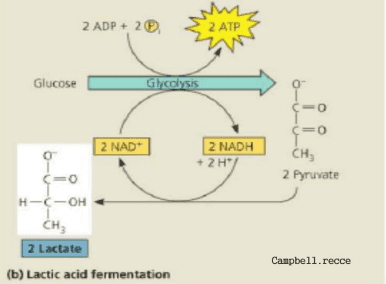 M 2 ATP 2 ADP + 2 w Glucose Glycolysis 2 NAD+ 2 NADH + 2H7 C=0 (=o =0 CH 2 Pyruvate C=0 H-C-OH сн. 2 Lactate (b) Lactic acid fermentation Campbell.recce 