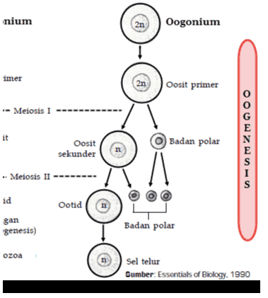 nium 2n Oogonium imer 2n Oosit primer Meiosis 1 it Oosit sekunder Badan polar n G E N E S s I S Meiosis II id Ootid n gan genesis) Badan polar ozoa n Sel telur Sumber: Essentials of Biology. 1990 