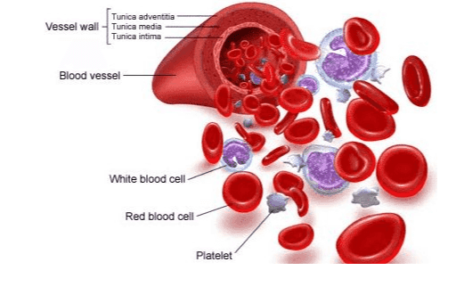 Tunica adventtia Vessel wall - Tunica media Tunica intima Blood vessel White blood cell Red blood cell Platelet 
PHAGOCYTOSIS Binding Bacteria Absorption Phagosome formation Receptor Nucleus Antibody (IgG) Phagosome 