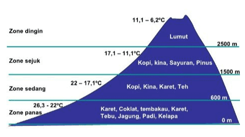 11,1-6,2°C Zone dingin Zone sejuk Lumut 2500 m 17,1 - 11,1°C Kopi, kina, Sayuran, Pinus 1500 m 22 - 17,1°C Kopi, Kina, Karet, Teh 600 m Karet, Coklat, tembakau, Karet, Tebu, Jagung, Padi, Kelapa Zone sedang 26,3 -22°C Zone panas om 