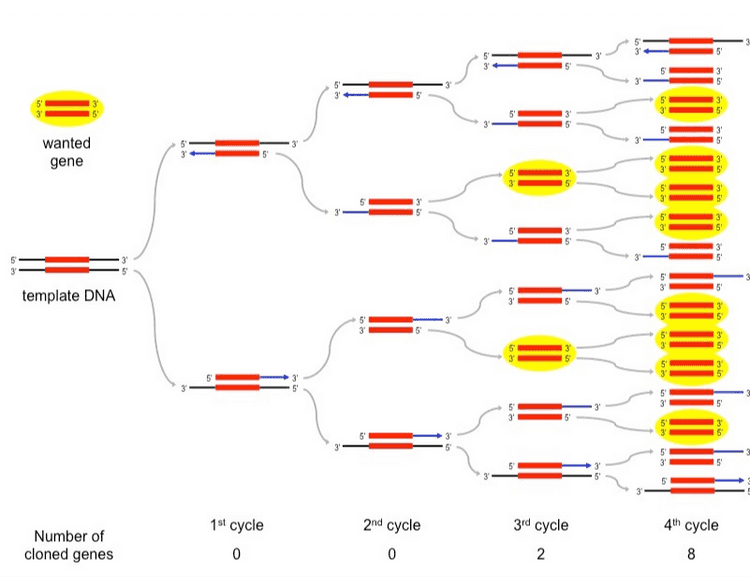 2 copies HTTLHATTI 1 copy ANT HHHHHHHH 3 UITLLUT 1 Denature (heat) to split strands 2 Anneal primers to start and end Copy with Taq polymerase 
ܚܐ 5' 5 5 3 an و لا إله wanted gene ៖ ಛಾ 4 4 4 4 | 5 الا يا په نا بها يا إله 5 3 template DNA in អក 5 inclosos ini ini ini ها و هه روه ها و ت 5 5 ក G? 5 5 P) 4 5 3 5 5 1st cycle 4th cycle Number of cloned genes 2nd cycle 0 3rd cycle 2 0 8 