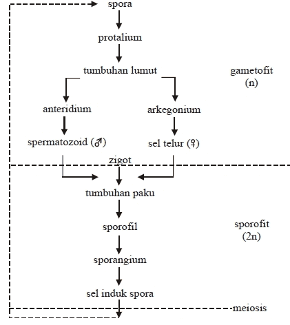 spora protalium tumbuhan lumut gametofit anteridium arkegonium sel telur (4) spermatozoid (7) zigot -10 tumbuhan paku sporofil sporofit (2n) sporangium sel induk spora --meiosis - 