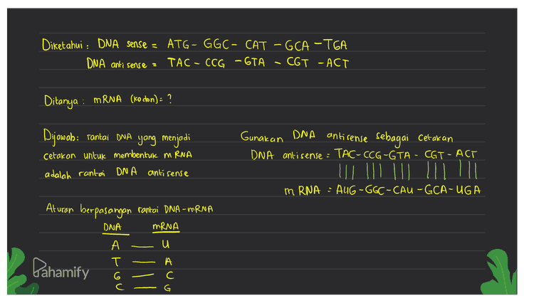 Diketahui : DNA Sense = ATG - GGC- CAT – GCA -TGA Ditanya : DNA anti sense : ? Dijawab: DNA sense = ATG-GG C- CAT-GCA - TGA DNA anti sense - TAC-CCG-GTA -CGT-ACT Aturan berpasangan rantai DNA-DNA DNA DNA A T G -c begitu pula sebaliknya Pahamify 
asam amino Kodon CAU histidin Diketahui : DNA sense = ATG - GGC- CAT – GCA -TGA TAC- CCG-GTA - CGT -ACT kodon / MRNA AUG - 66C CAU -GCA UGA DNA antisense = AUG metionin GA alanin UGA stop glysin Ditanya : ) urutan asam amino GGC - Kodon = Aug - GGC - CAU – GCA - UGA glysın – histidin - alanin – stop metionin - Dijawab: menentukan urutan asam amino dari hasil translasi. Translasi adalah penerjemahan mRNA (kodon) oleh tRNA di ribosom. Urutan asam-amino dapat dilihat dari tabel asam amino Pahamify 
Diketahui : DNA sense = ATG - GGC- CAT -GGA - TGA TAC - CCG -GTA - CGT - ACT DNA anti sense : Ditanya : mRNA (lo don) = ? Dijawab: rantai DNA yang menjadi Gunakan DNA antisense sebagai Cetakan DNA antisense : TAC-CCG-GTA - CGT - ACT cetakon untuk membentuk mRNA adalah rantai DNA antisense mRNA · AUG-GGC-CAU -GCA-UGA Aturan berpasangan rantai DNA -mRNA DNA mRNA u Pahamify А т А С G 