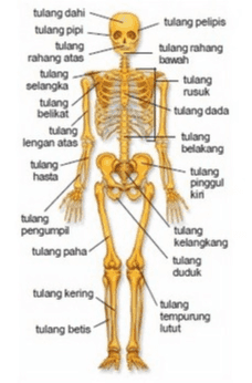 tulang dahi tulang pipi tulang rahang atas tulang selangka tulang belikat tulang lengan atas tulang hasta tulang pelipis tulang rahang bawah tulang rusuk tulang dada tulang belakang tulang pinggul kin tulang pengumpi tulang paha tulang kelangkang tulang duduk tulang kering tulang tempurung lutut tulang betis 