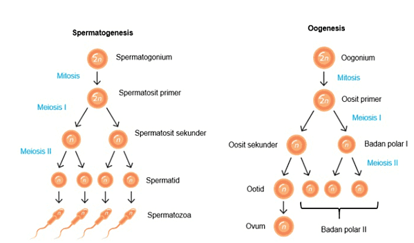 Spermatogenesis Oogenesis En Spermatogonium Mitosis En Oogonium Mitosis En Oosit primer Meiosis En Spermatosit primer Meiosis Spermatosit sekunder Oosit sekunder Badan polar Meiosis 11 vt V Meiosis II ✓ V @ Spermatid Ootid n 6 Spermatozoa Ovum Badan polar 11 