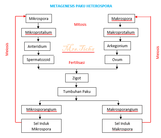 METAGENESIS PAKU HETEROSPORA Mikrospora Makrospora Mitosis Mikroprotalium Makroprotalium Anteridium Arkegonium Mrs. Ficha Meiosis WAN w Meiosis Spermatozoid Ovum Fertilisasi Zigot Tumbuhan Paku Mikrosporangium Makrosporangium Sel Induk Mikrospora Sel Induk Makrospora 