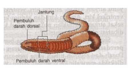 Jantung Pembuluh darah dorsal Latesy IS ht Pembuluh darah ventral 