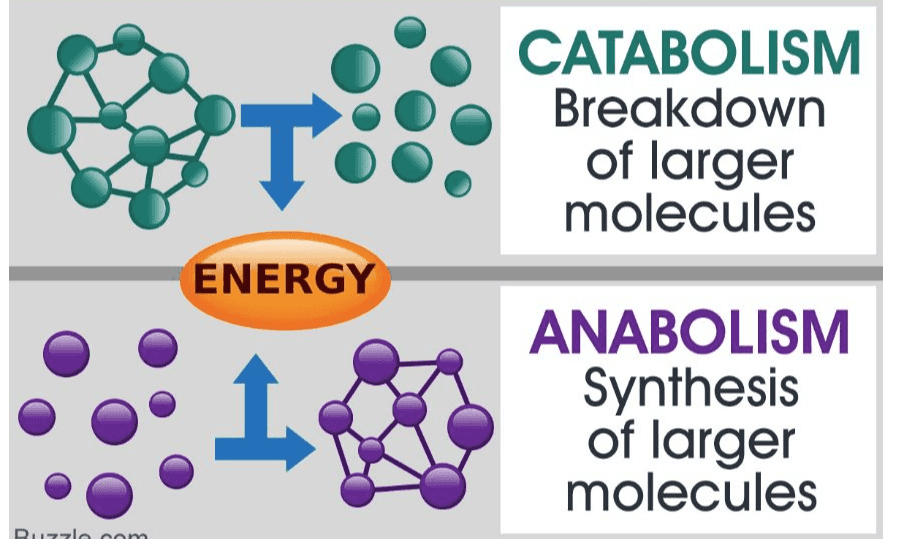 CATABOLISM Breakdown of larger molecules ENERGY ANABOLISM Synthesis of larger molecules Dla nam 