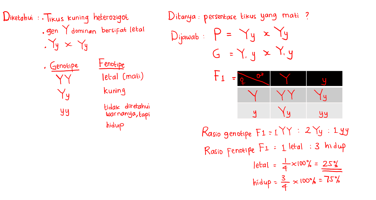 х G Diketahui : . Tikus kuning heterozigot .gen Y dominan bersifat letal .Yy x Yy Genotipe Fenotipe YY letal (mati) Yy kuning tidak diketahui yy warnanya, tapi hidup y Ditanya : persentase tikus yang mati ? Dijawab : P = Yy Yy G=Y. yx Y.y x Fi Y YY Yy Rasio genotipe F1 = 1 YY : 2 Yy : 199 Rasio Fenotipe • 1 letal : 3 hidup letal = 4x100% = Yy y yy F1 = 25% hidup = 3/2 x 100% = 75% 4 